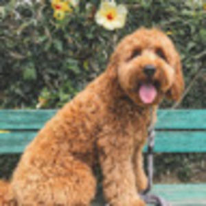 Meet your Posher, Mia